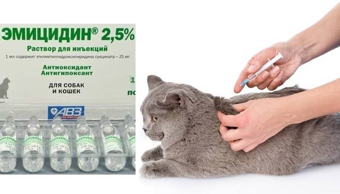 Препарат эмицидин: эффективное средство для восстановления организма кошки