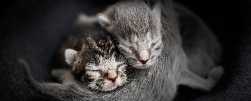 Правила ухода за кошкой и новорожденными котятами