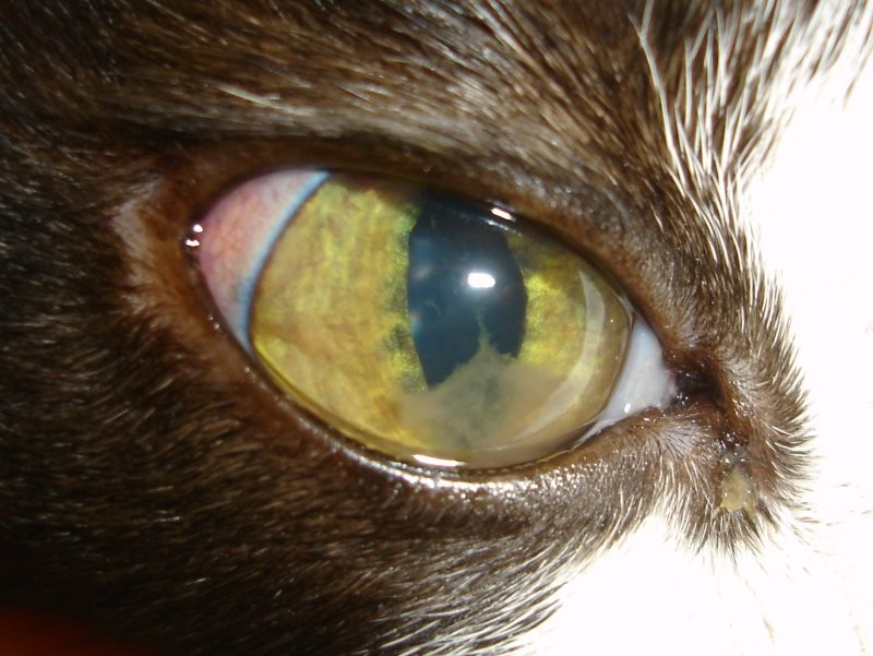 Глазные болезни у кошек и котов: симптомы, лечение, чем протирать глаза котенку и взрослому животному, фото