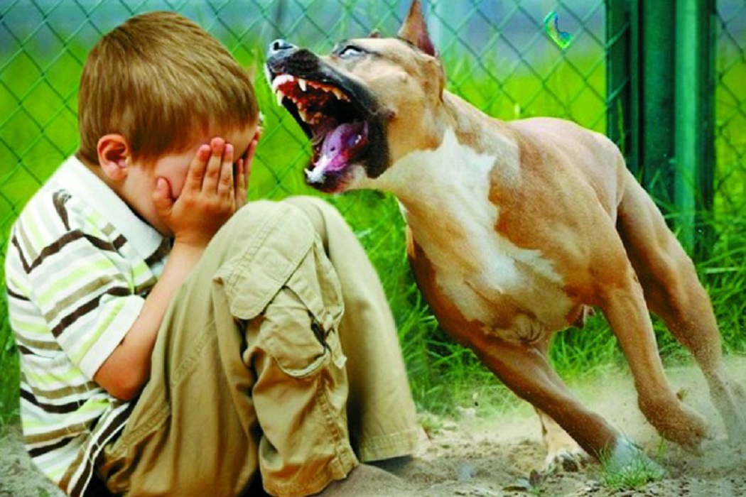 Собака кусается: причины и методы исправления поведения | блог ветклиники "беланта"