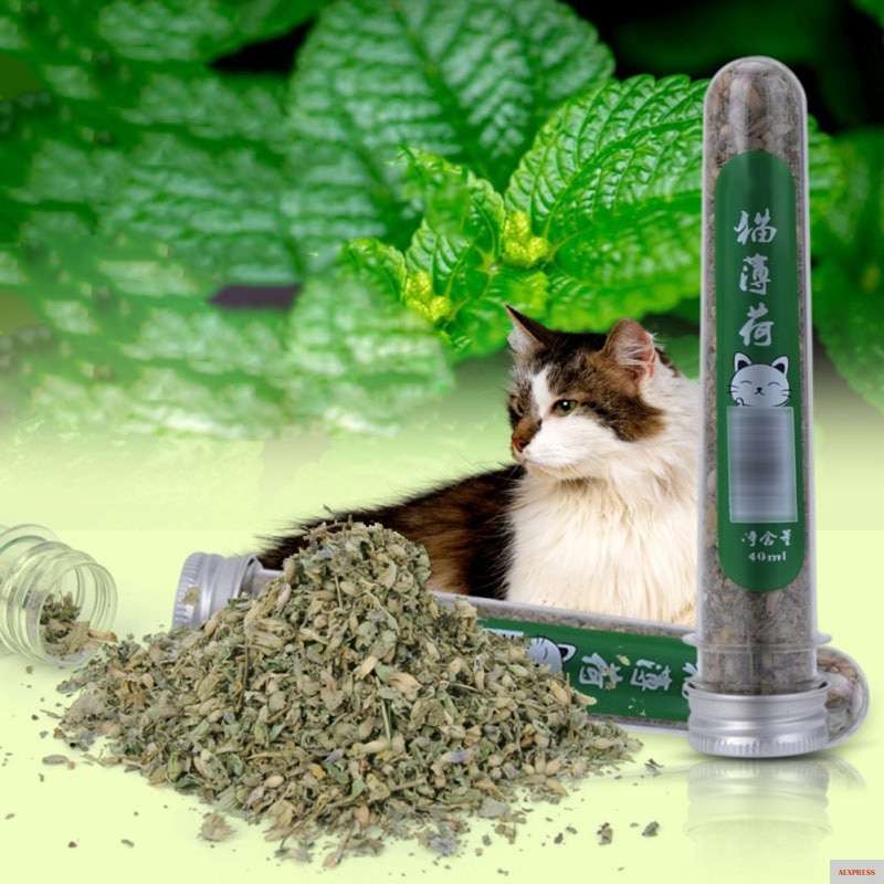 Кошачья мята: для чего нужна эта трава для кошек