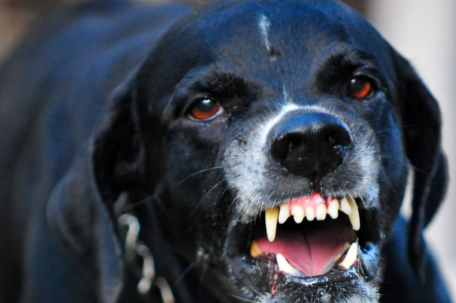 Какие породы собак самые опасные для человека? | блог ветклиники "беланта"