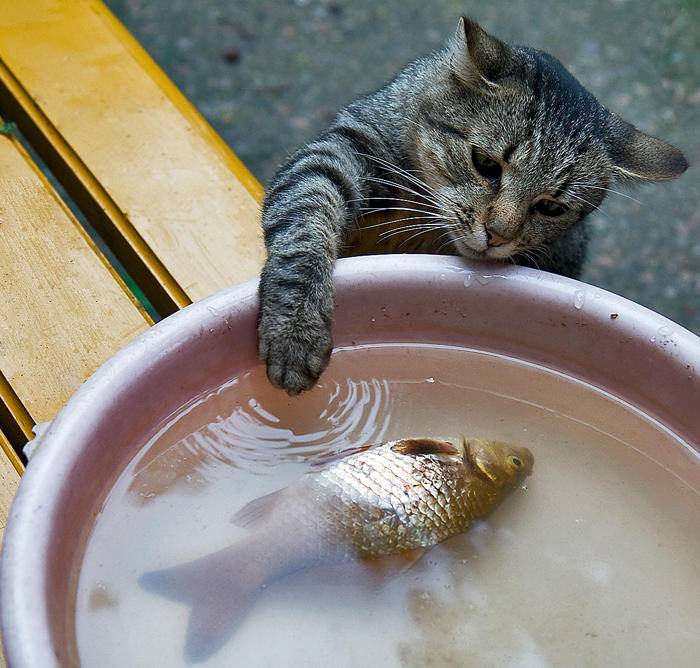 8 причин, почему кошек нельзя кормить рыбой