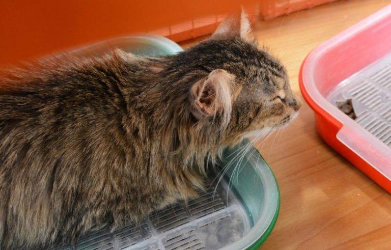 Кот блюет – причины тошноты и рвоты, типы выделений, диагностика и лечение дома и в клинике