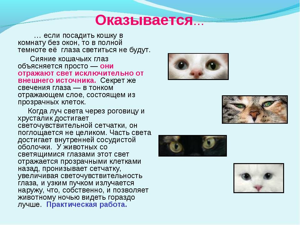 Как видят коты. Зрение глазами кошки. Причины свечения глаз кошки в темноте. Почему у кошек светятся глаза в темноте. Зрение кошек в темноте.