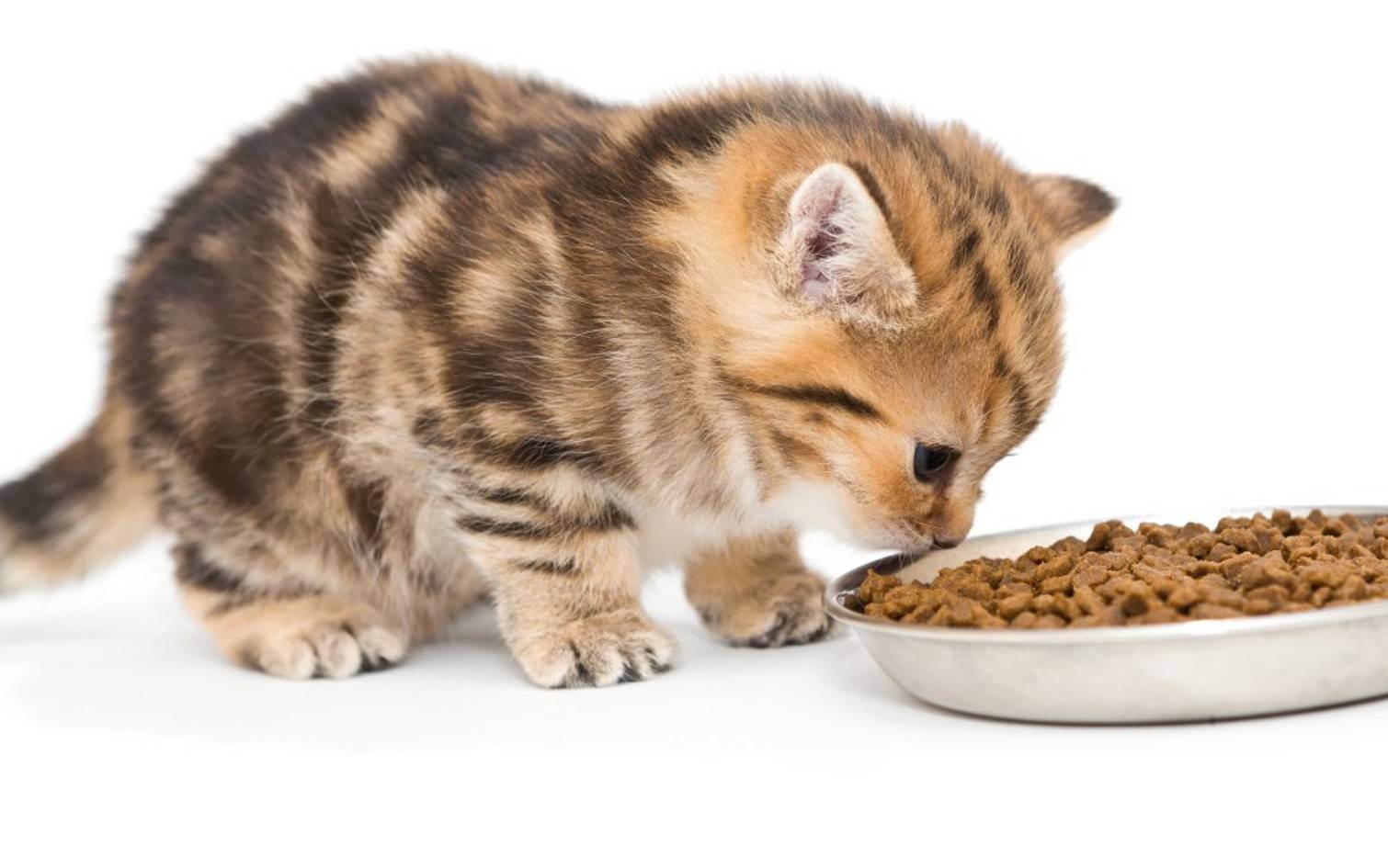 Воспитание котят: когда начинать прикорм, чем прикармливать и как вскормить новорожденного котенка