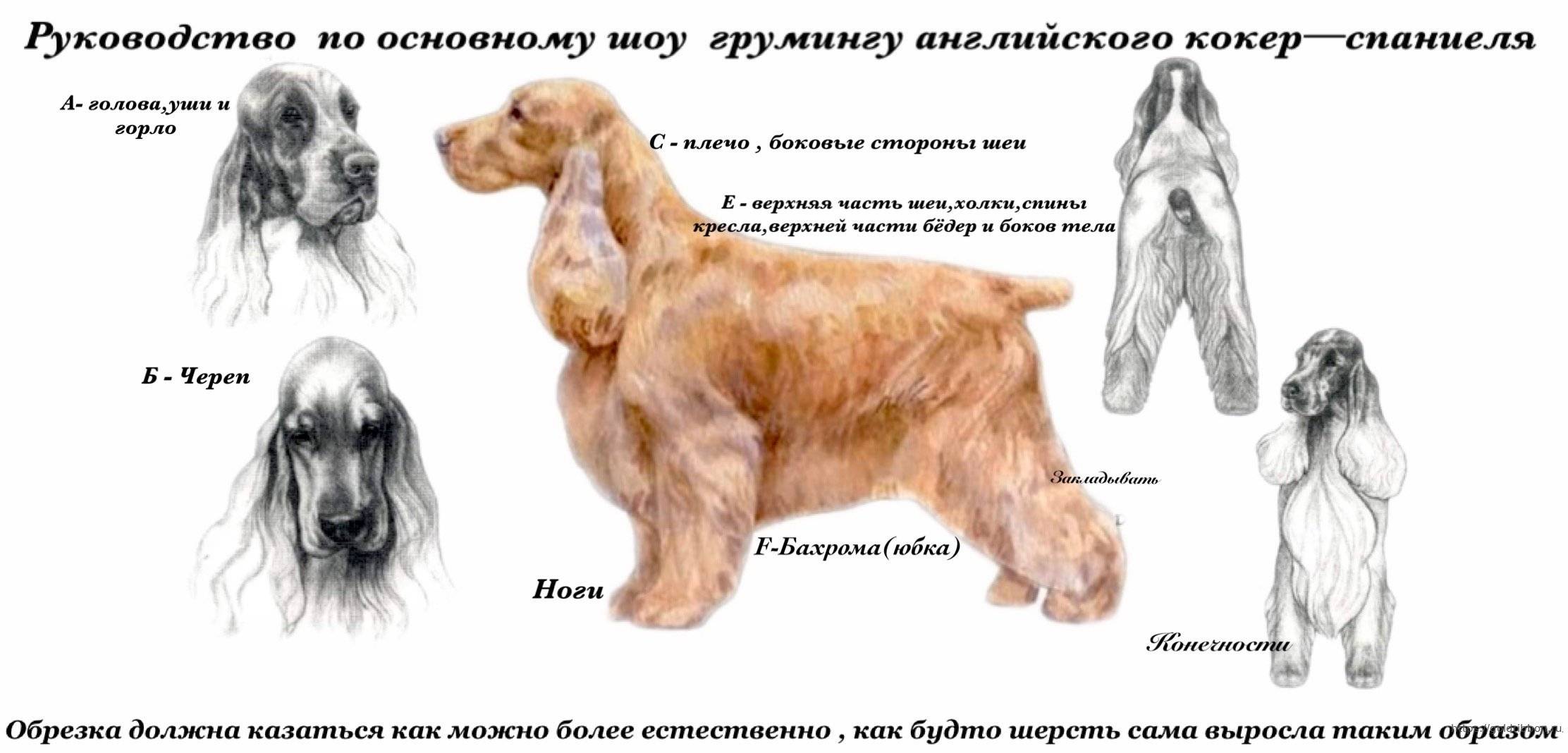 Английский кокер спаниель — особенности породы