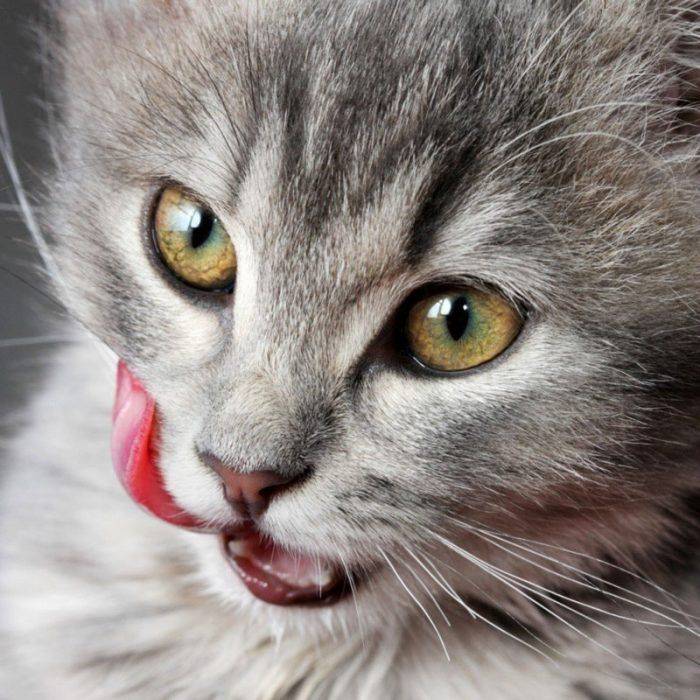 По каким причинам у кошки может быть высунут язык? | мир кошек
почему у кошки постоянно высунут язык? | мир кошек