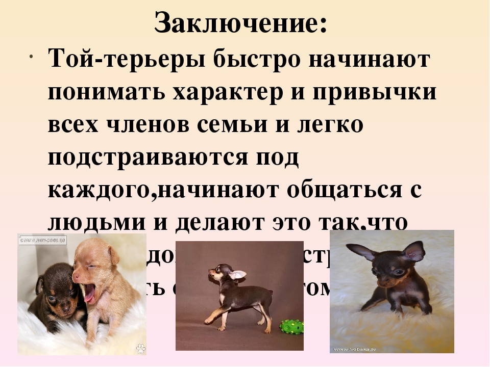 Русский той терьер — описание породы и характера (с фото) | все о собаках