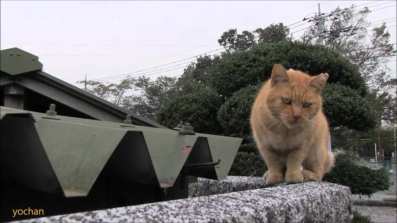 Болезни хвоста у кошек. хвост шотландской кошки — барометр здоровья