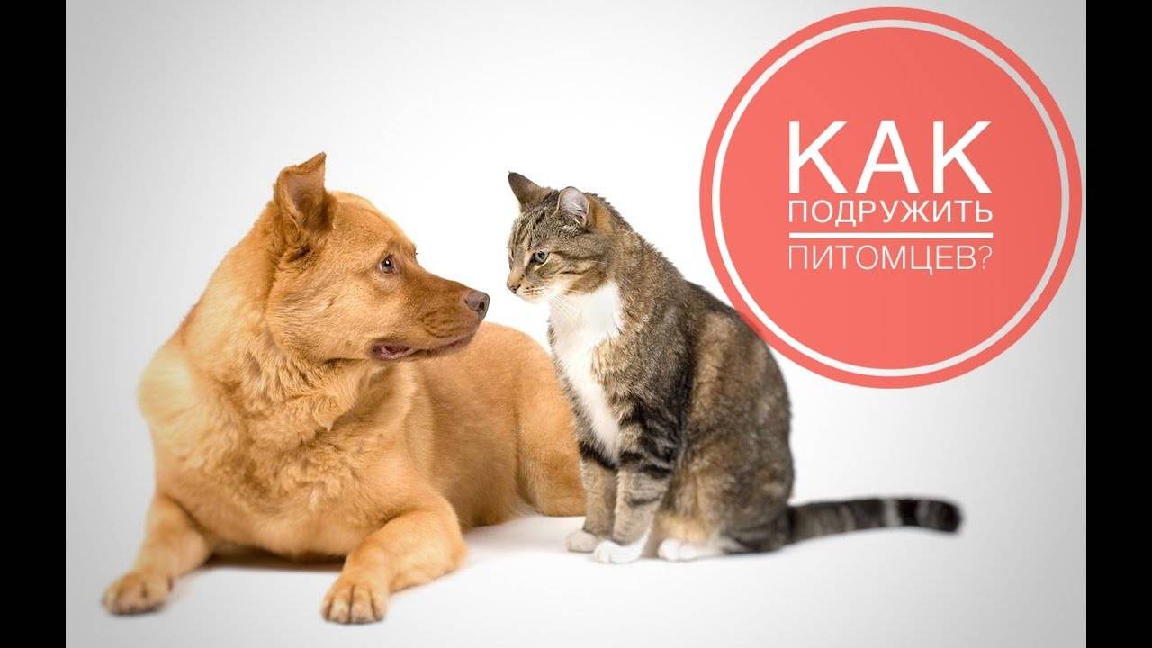 Как подружить между собой собаку и котенка