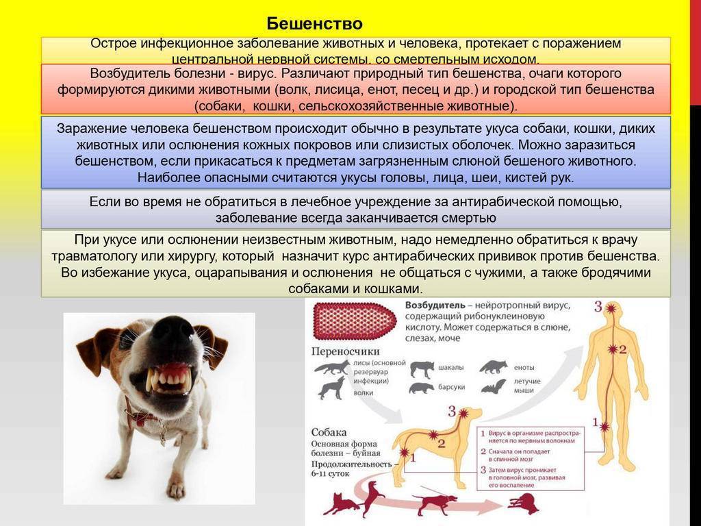 Коронавирус covid-19. может ли собака заразиться коронавирусом от человека