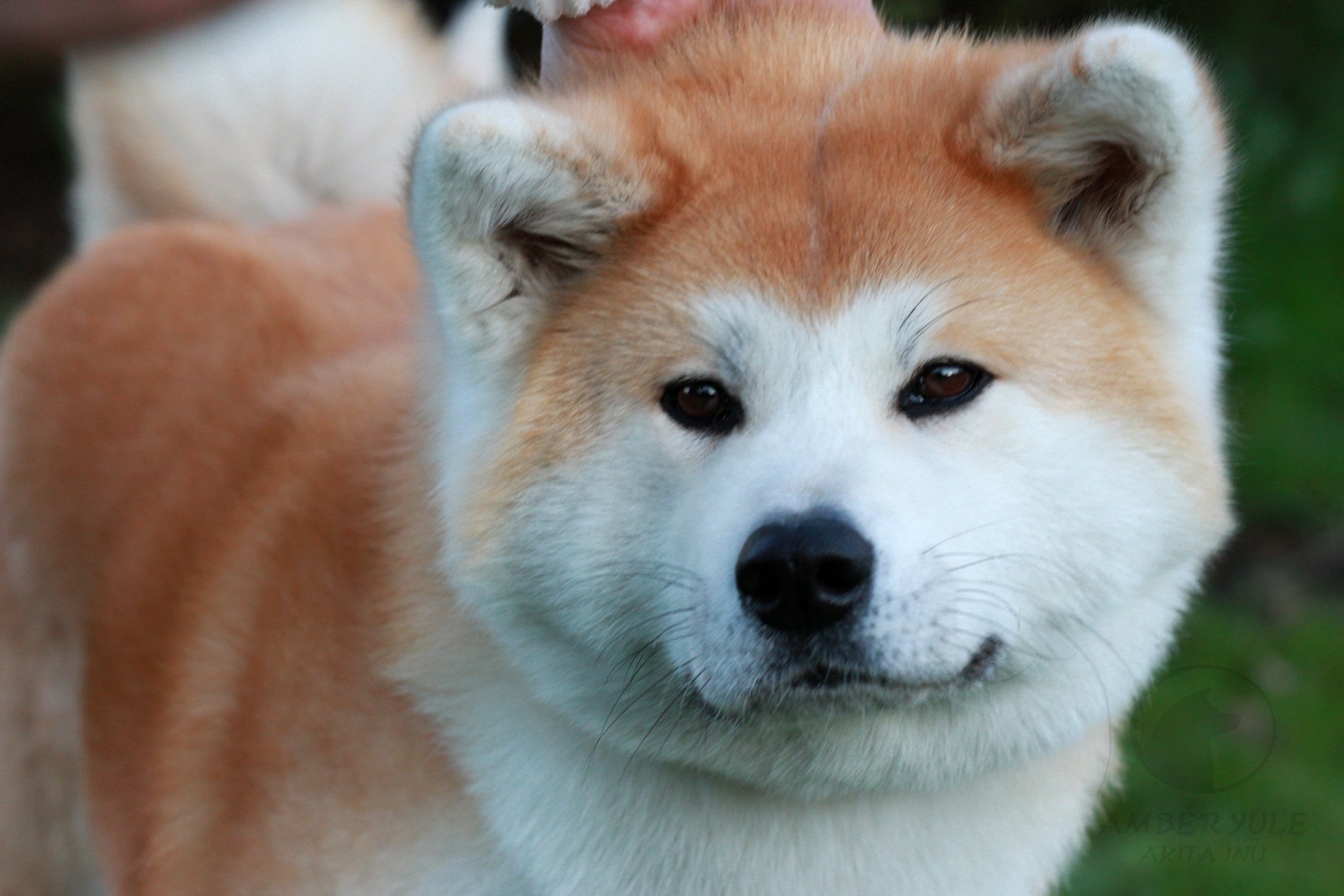 Порода собаки из фильма "хатико": фото и название, описание характера - animallist.ru