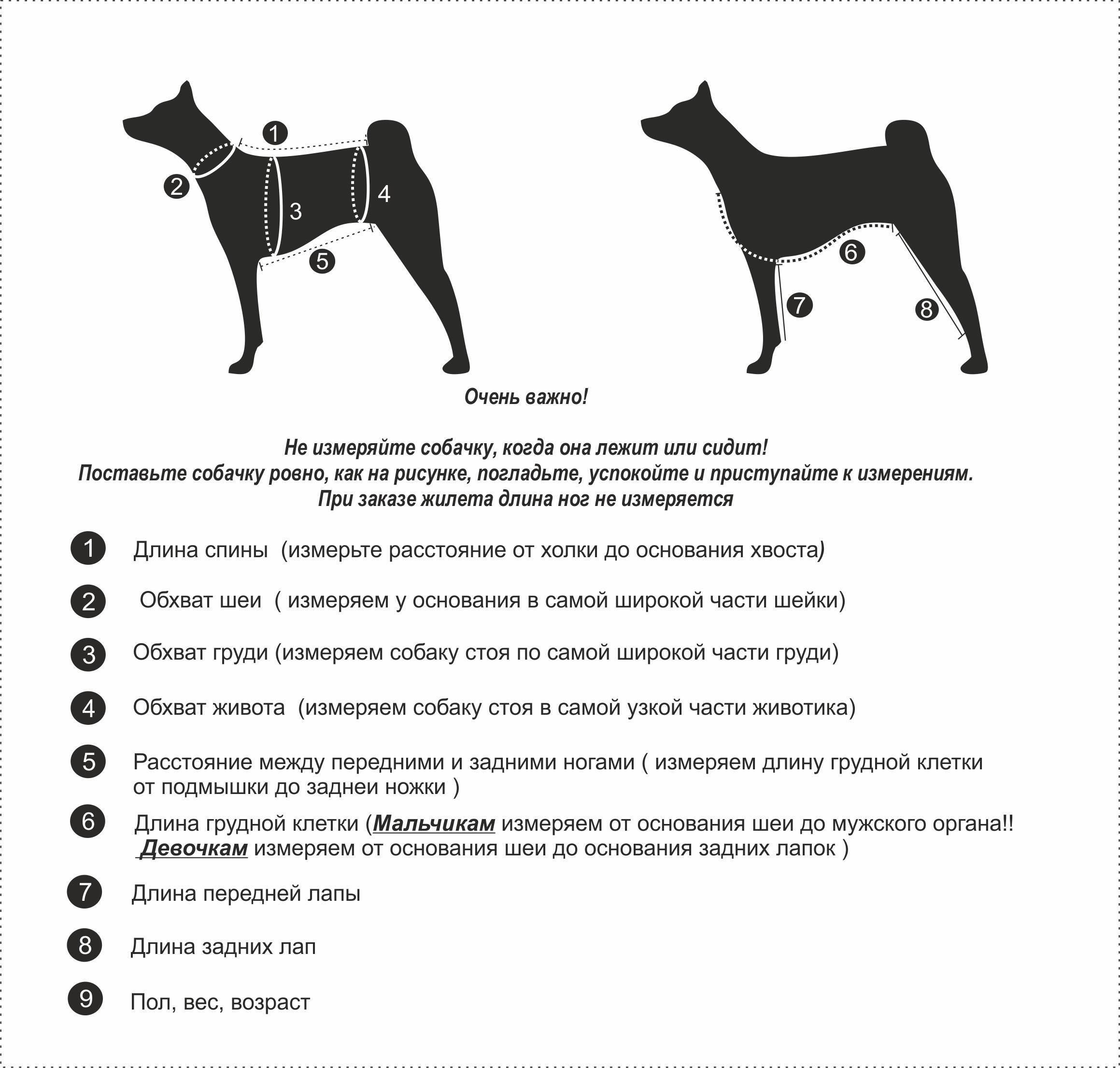Правильное измерение роста собаки и подбор аксессуаров для питомца