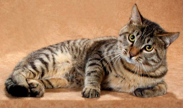 Китайская кошка: описание породы и характера