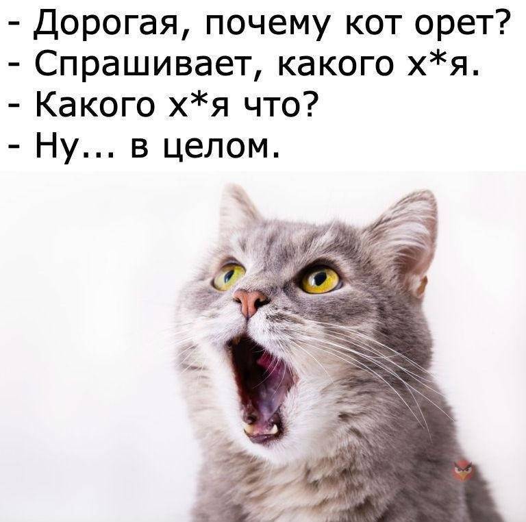 ᐉ что делать, если кошка орет? - ➡ motildazoo.ru
