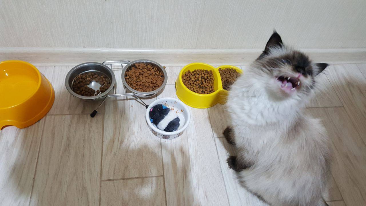 Почему котенок не ест, что делать, как накормить худого малыша с плохим аппетитом?