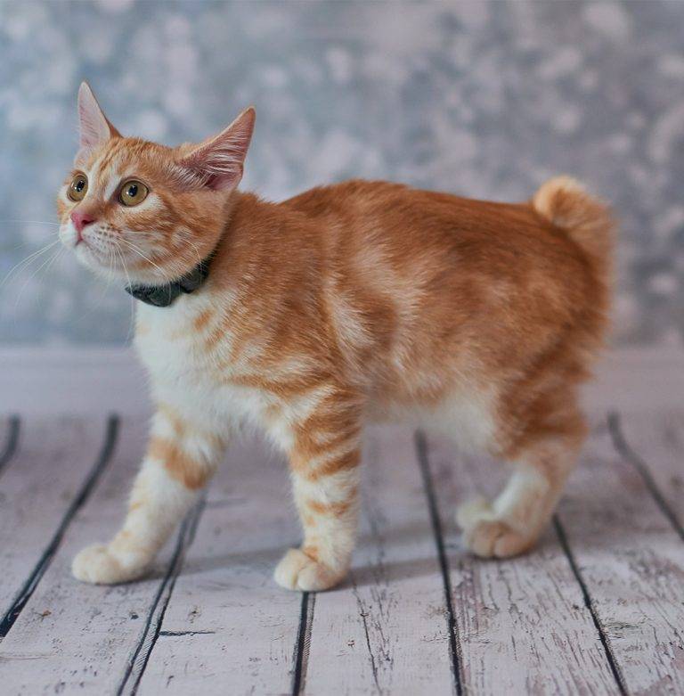 Американский бобтейл: описание короткошерстной породы кошек сша