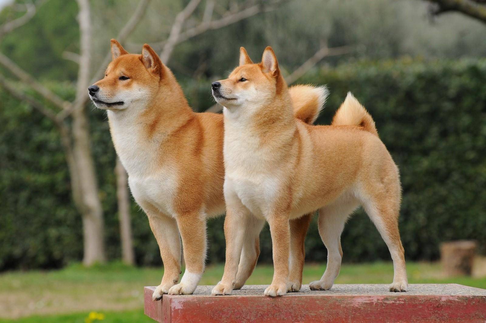 Китайская собака, китайские породы собак с фотографиями и названиями, собака императора