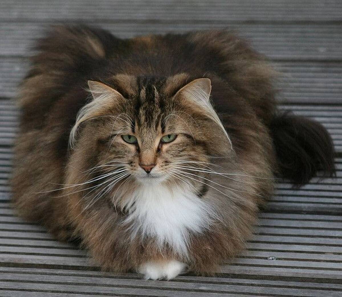 Кошка норвежская лесная: фото, характеристика породы, цена