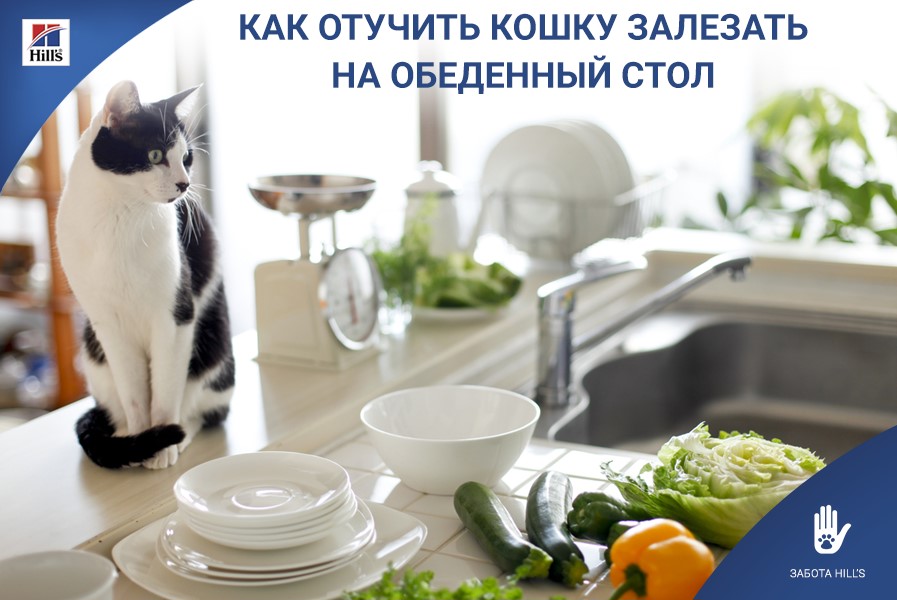 Как отучить кота залезать на стол и воровать еду | блог ветклиники "беланта"
