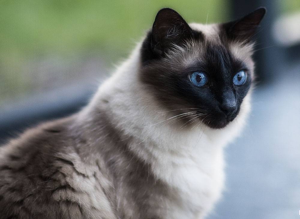 Балинезийская кошка.описание и характер балинезов | кот и кошка