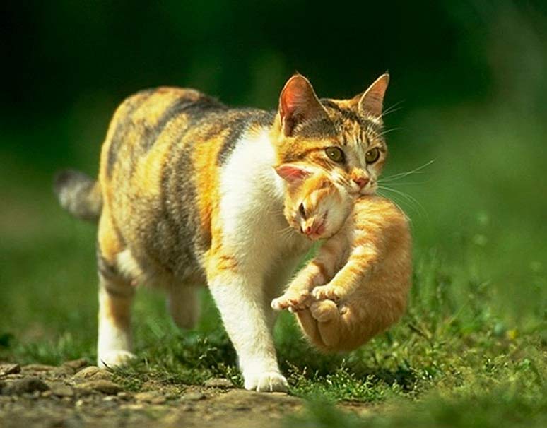 Почему мама-кошка кусает своих деток-котят