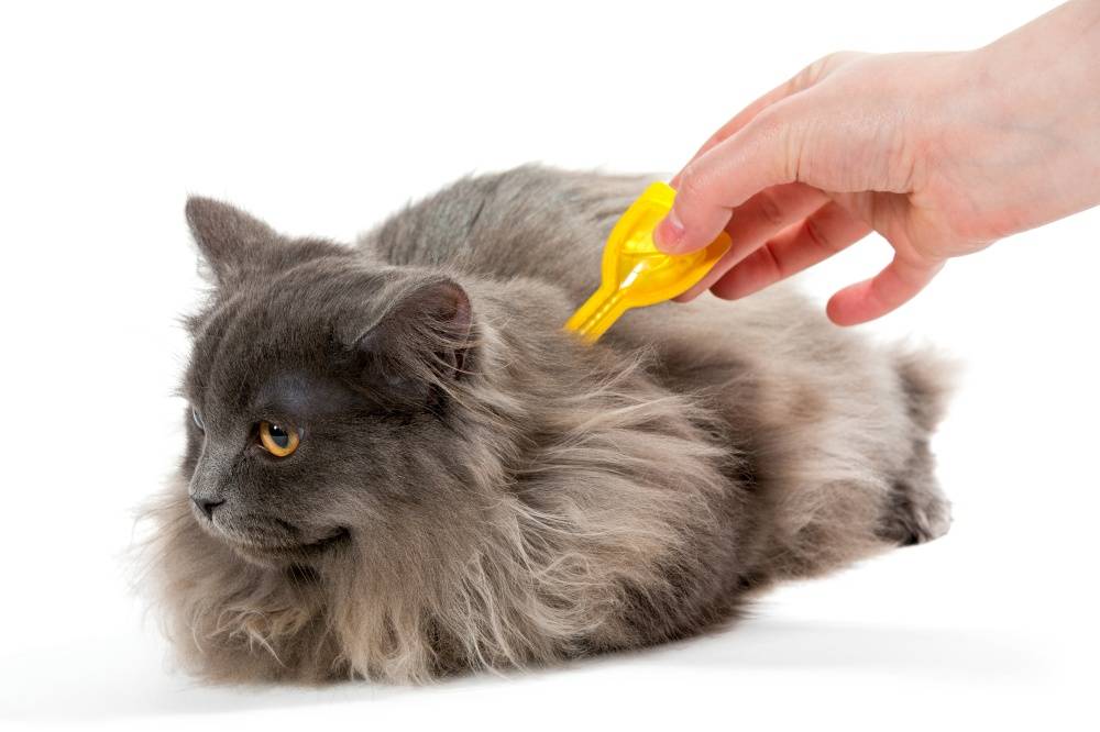 Как избавиться от блох у кошки в домашних условиях, народные средства