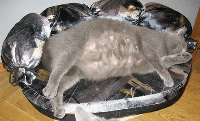 Беременность британской кошки - сколько длится и срок