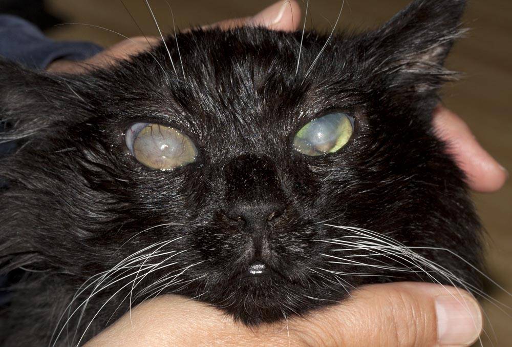 Гноятся глаза у котенка: способы лечения и советы