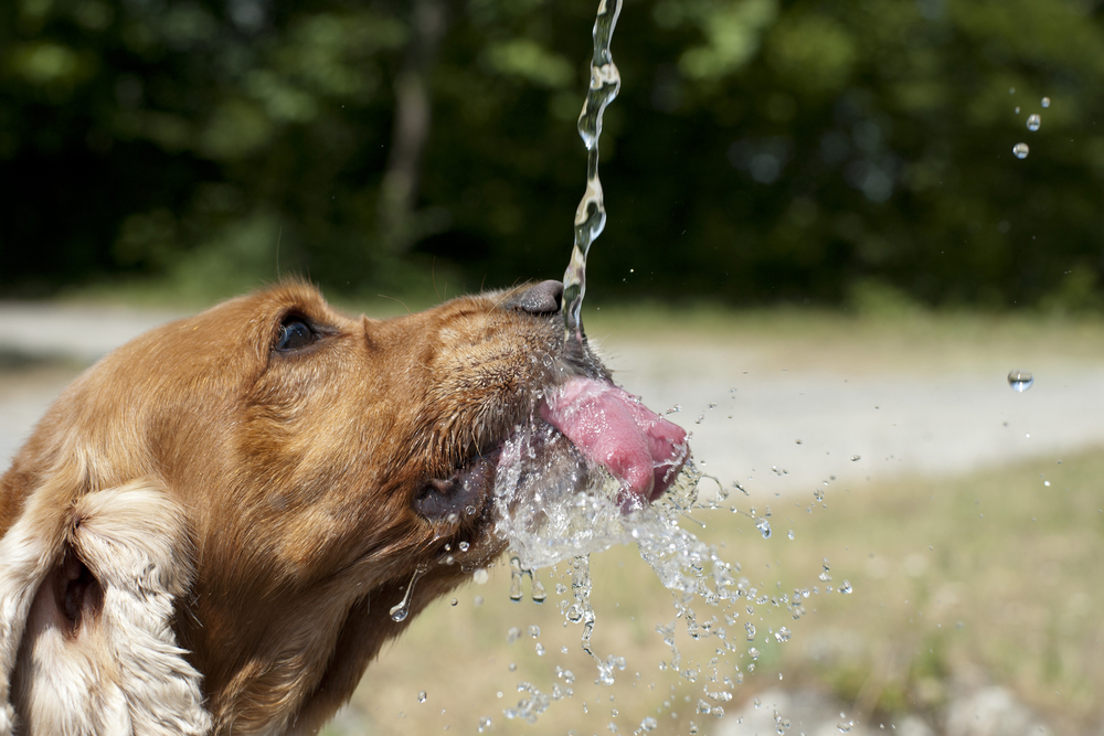 Почему собака пьет много воды: норма, причины, симптомы, лечение | petguru