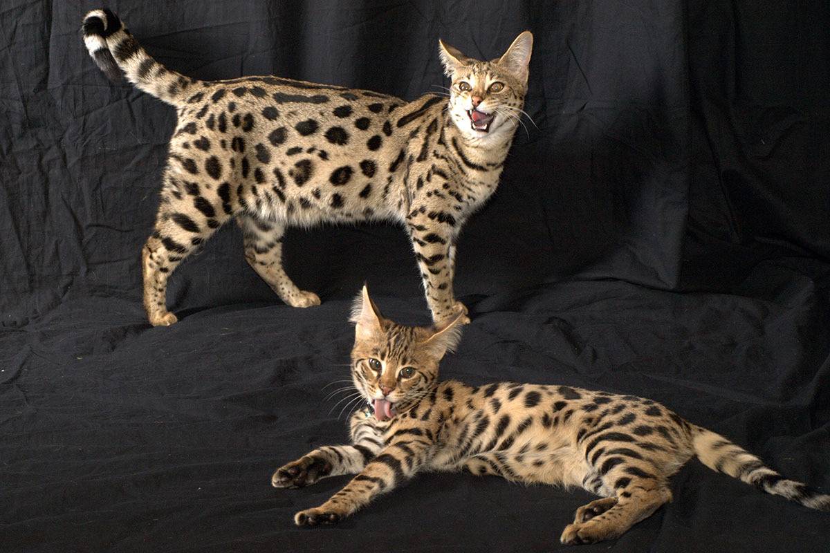Самые большие породы кошек: домашние, дикие и гибриды