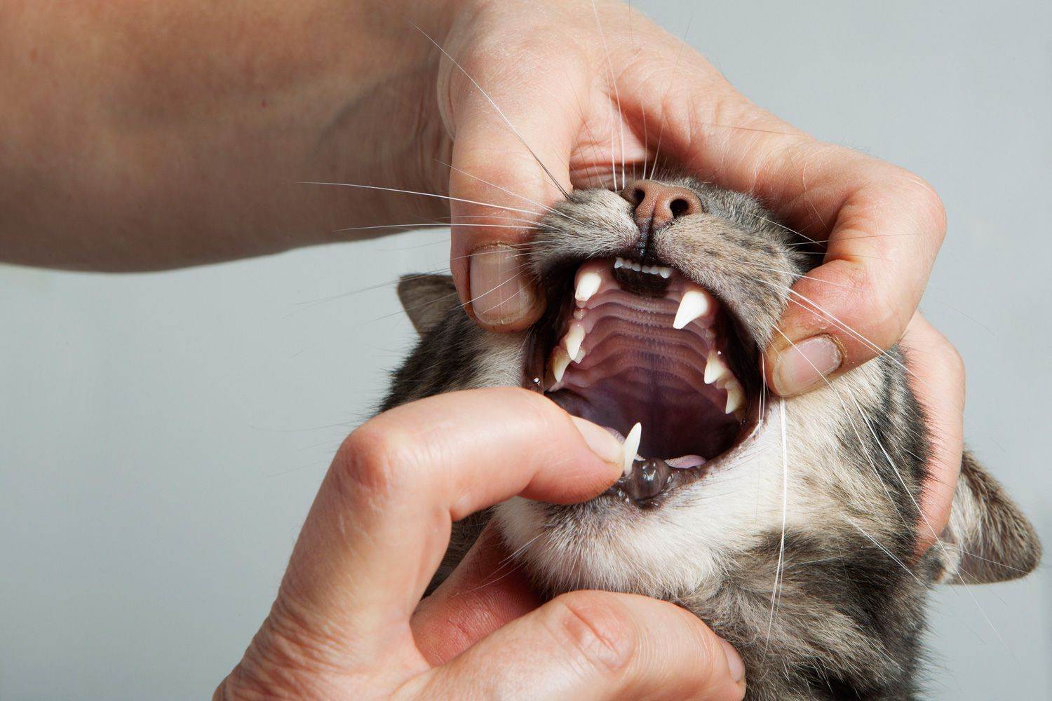 Кошка дышит с открытым ртом: причины, что делать