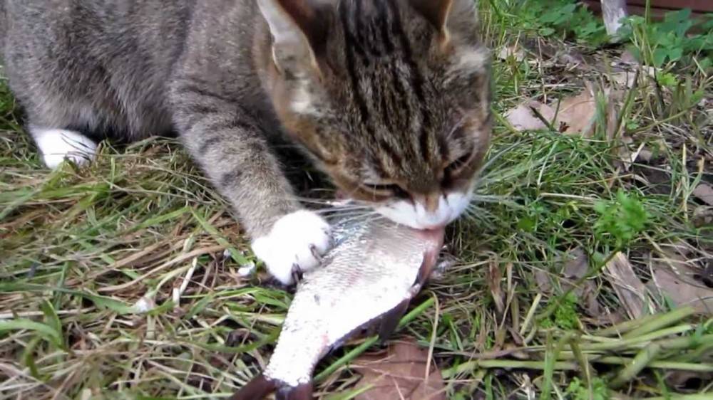 Почему кошки боятся воды но любят рыбу - oozoo.ru
