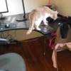 Как отучить кошек лазить по столу: проверенные методы