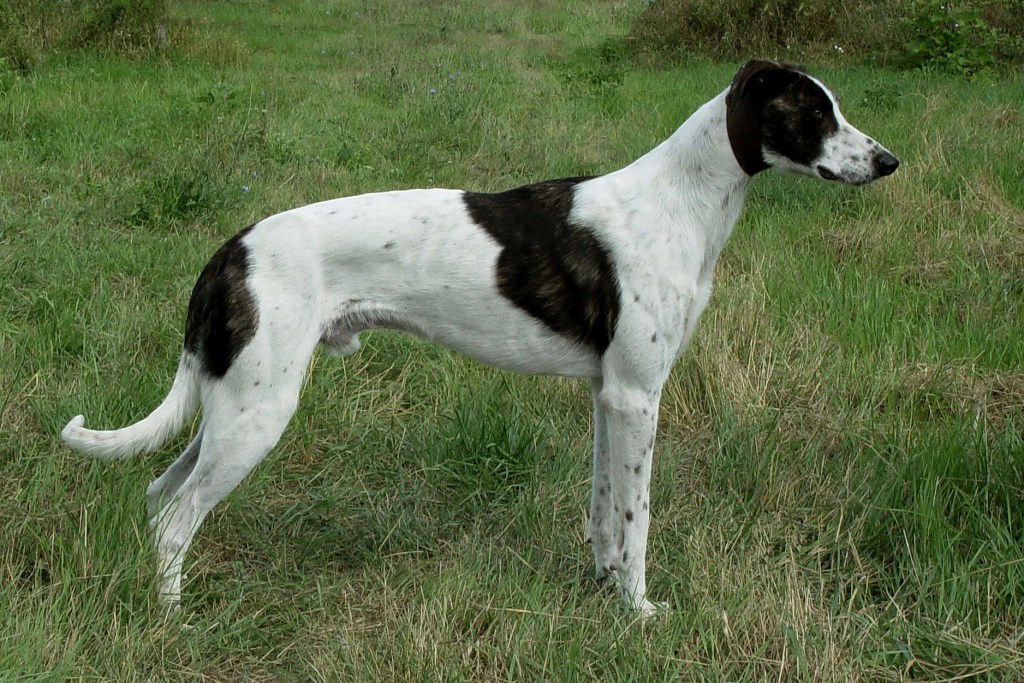 Венгерская легавая порода собак