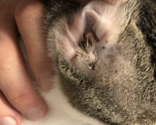 Коричневые выделения в ушах кошки