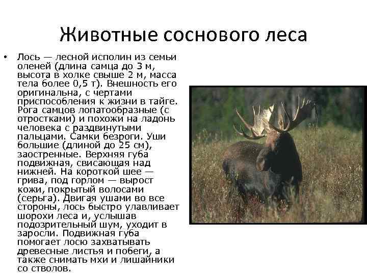 Лось — лесной гигант: 7 особенностей из жизни сохатого - gafki.ru