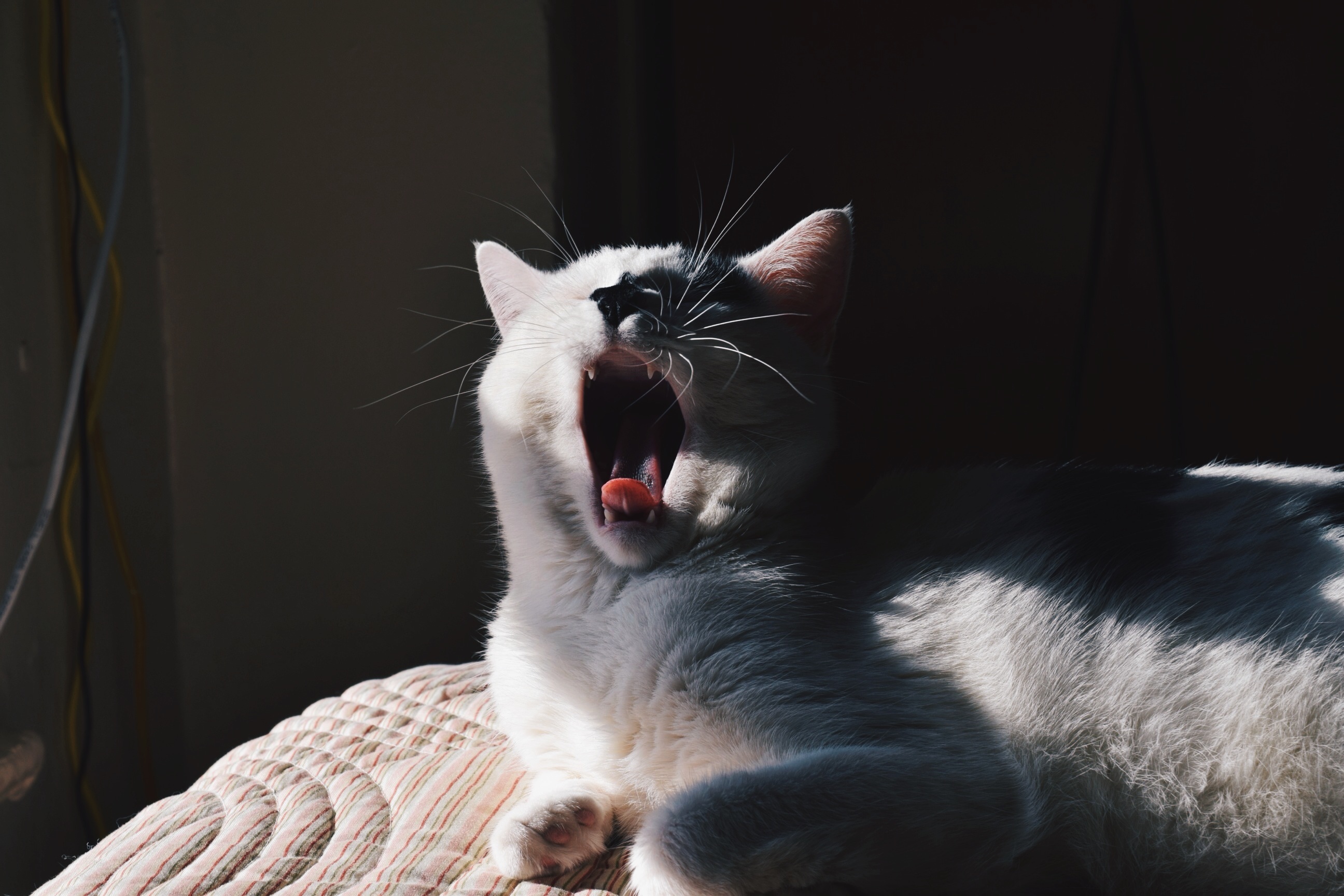 Почему коты зевают
