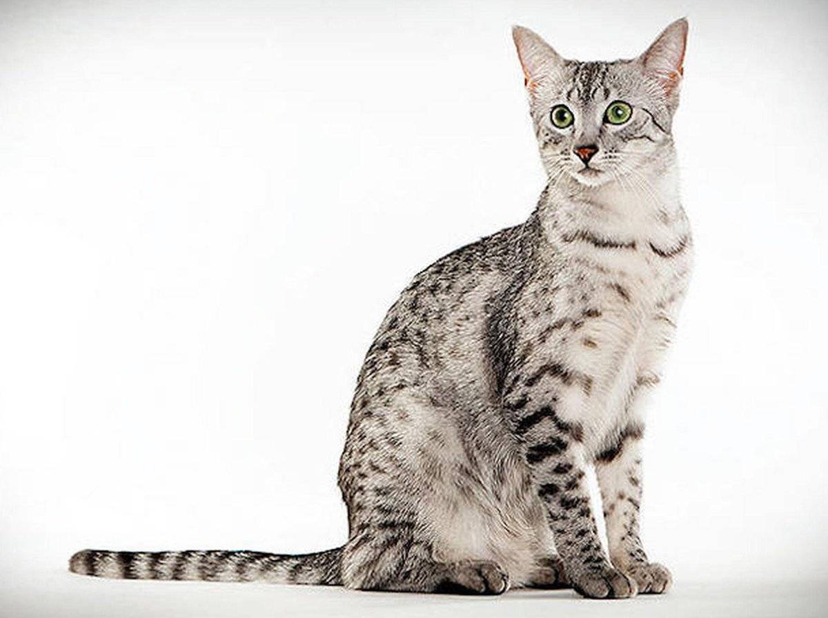 порода кошек египетская мау фото