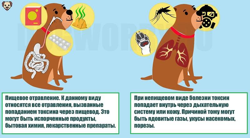 Что делать при отравлении кошки? симптомы и правильная помощь