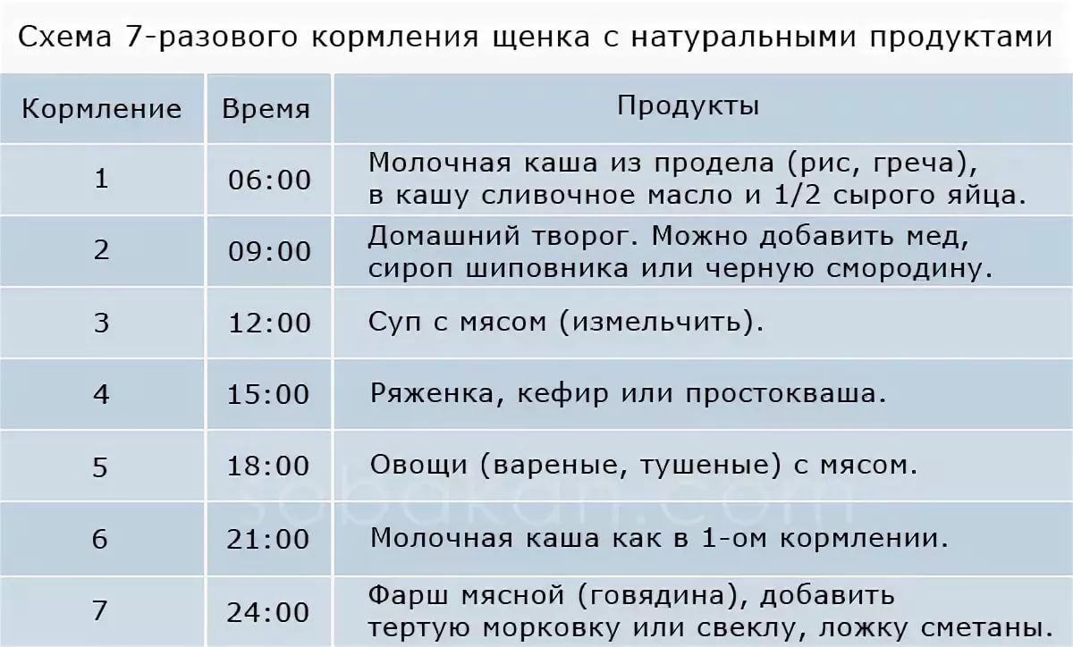 Чем кормить той-терьера: натуральное питание или сухой корм