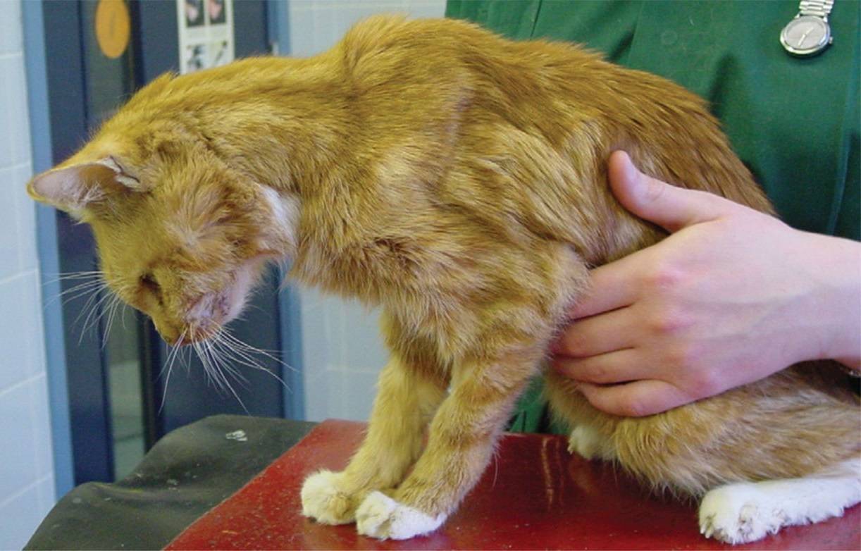 6 симптомов поликистоза почек у кошек: что делать