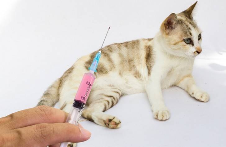 5 опасных осложнений после прививок у кошек