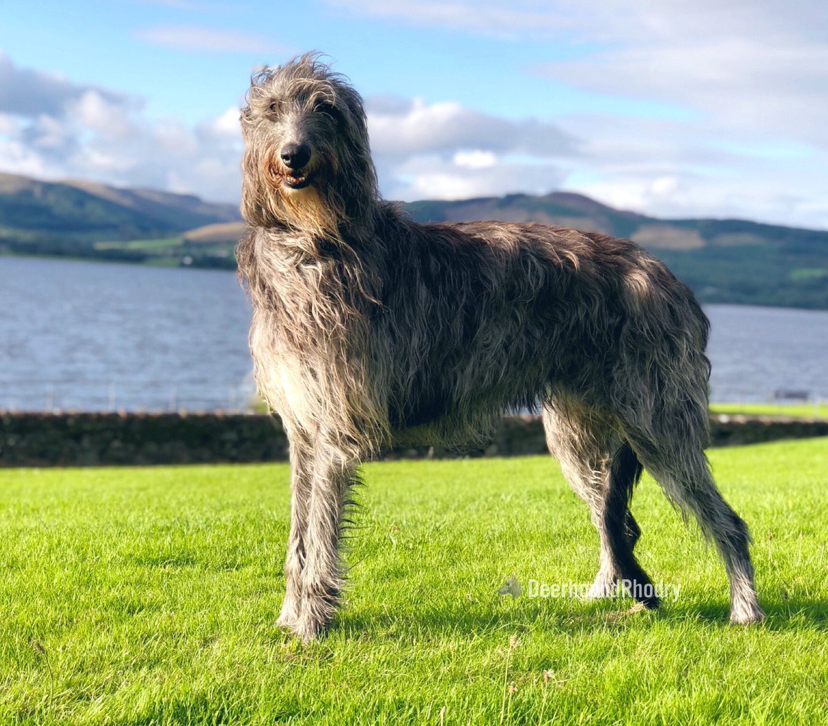Дирхаунд ( шотландская оленья борзая): фото собак, описание, основные характеристики породы дирхаунд