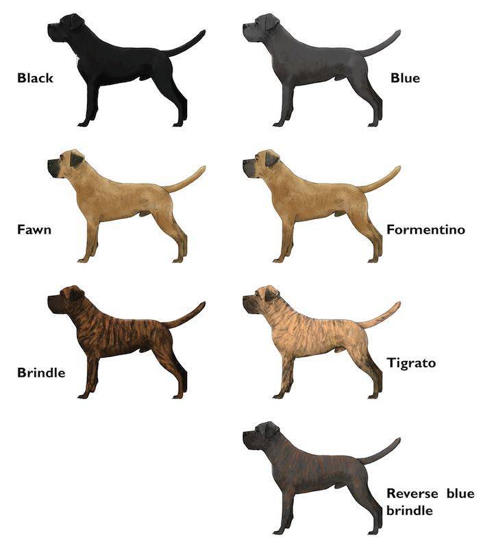 Учимся определять породу собаки |