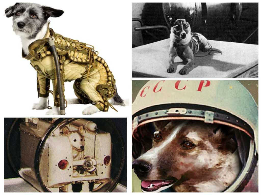 Собаки, обезьяны, плодовые мушки и другие животные-космонавты