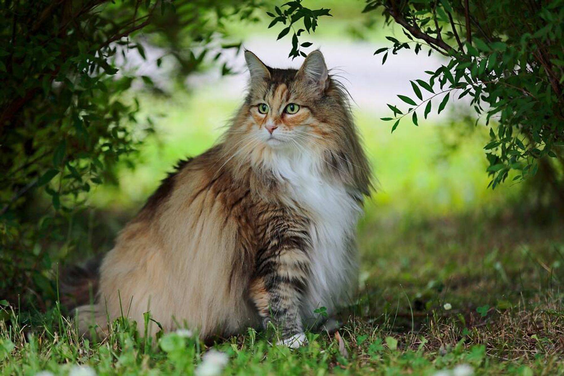 Норвежская лесная кошка – описание и характеристика породы: как выглядит лесной норвежский кот- подробности ухода +видео