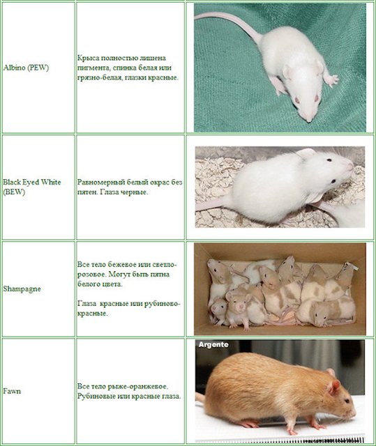 Декоративная крыса дамбо: уход и содержание, питание, размножение, разновидности