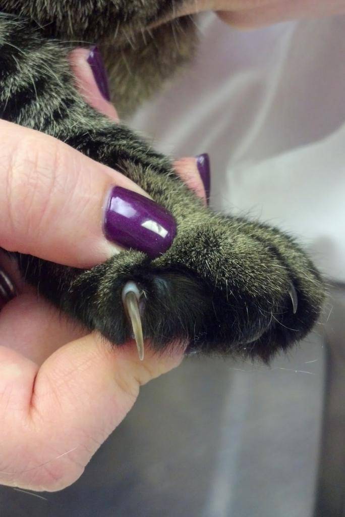 Кошачьи когти: значение, уход, можно ли стричь и удалять | блог ветклиники "беланта"